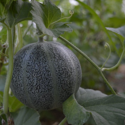 Melon Ananas d'Amérique à chair verte ©GrainesdelPaïs