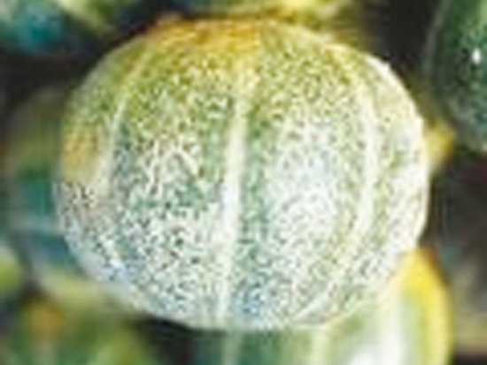 Melon Ananas d'Amérique à chair verte ©GrainesdelPaïs