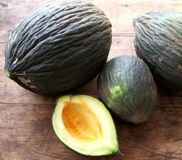 Graines del Païs : Autres légumes fruits > Melon d'hiver Vert olive > Melon  d'hiver Vert olive