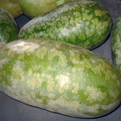 Pastèque à confire Allongée à graine verte ©GrainesdelPaïs