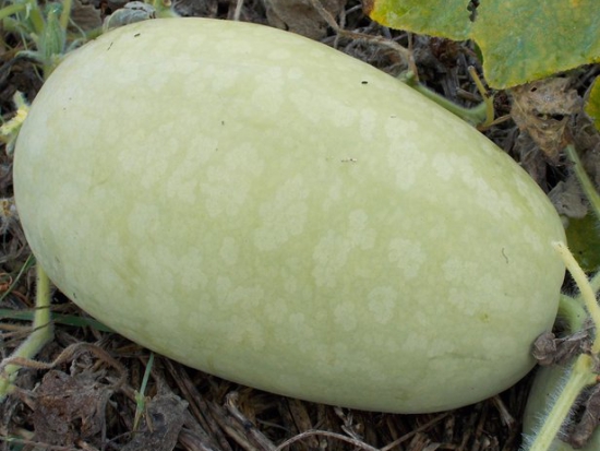 Pastèque à confire Allongée à graine verte ©GrainesdelPaïs