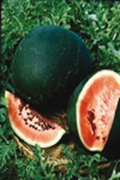 Graines del Païs : Autres légumes fruits > Melon d'hiver Vert