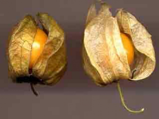 Physalis Alkékenge jaune ©GrainesdelPaïs