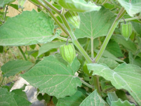 Physalis Alkékenge jaune ©GrainesdelPaïs