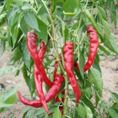 Poivron Doux très long des Landes ©GrainesdelPaïs