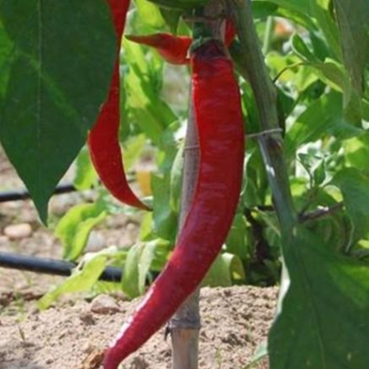 Poivron Doux très long des Landes ©GrainesdelPaïs