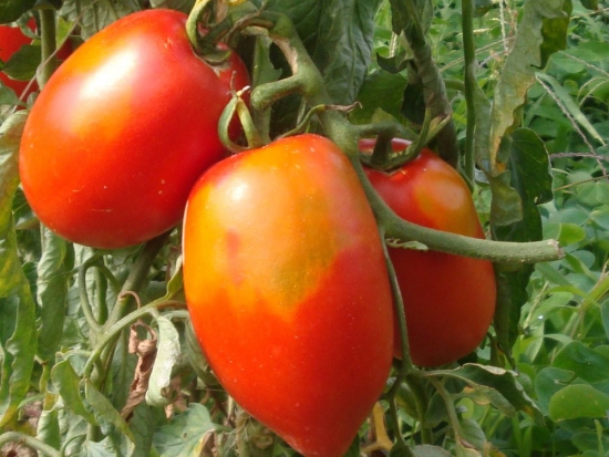 Tomate Beef taninges  ©GrainesdelPaïs