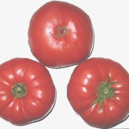 Nain projet Tomate WARATAH 15 graines Potager