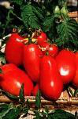 graines de légumes Sunshay Graines de tomates biologiques graines de plantes de tomate Roma graines de tomates biologiques à planter 200 graines de tomates premium sans OGM 