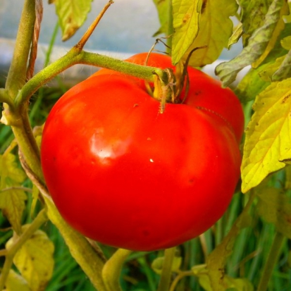 Tomate Russe ©GrainesdelPaïs