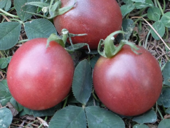 Tomate Prince noir ©GrainesdelPaïs