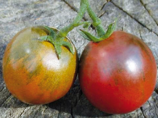Tomate Prince noir ©GrainesdelPaïs