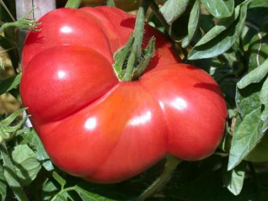 Tomate Grégory altaï ©GrainesdelPaïs