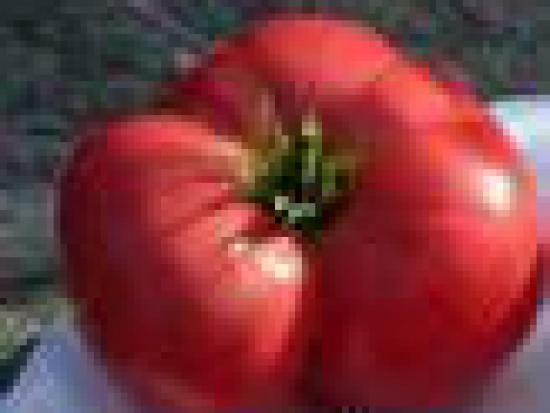 Tomate Grégory altaï ©GrainesdelPaïs