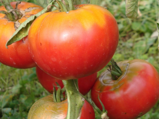 Tomate Grégory altaï ©GrainesdelPaïs