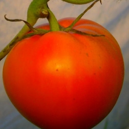 100 graines Tomate Tangerine de culture bio 