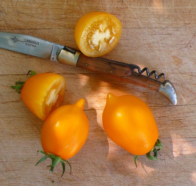 Graines del Païs : Tomates > Tomate Téton de Vénus jaune > Tomate ...