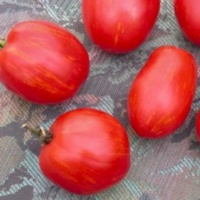 Tomate Tonnelet ©GrainesdelPaïs