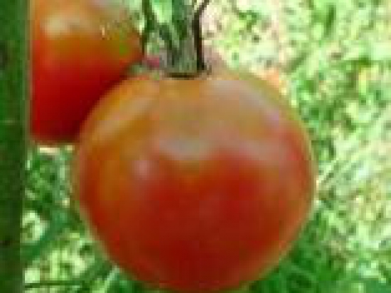 Tomate Zongshu