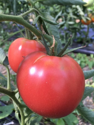 Tomate Zongshu ©GrainesdelPaïs