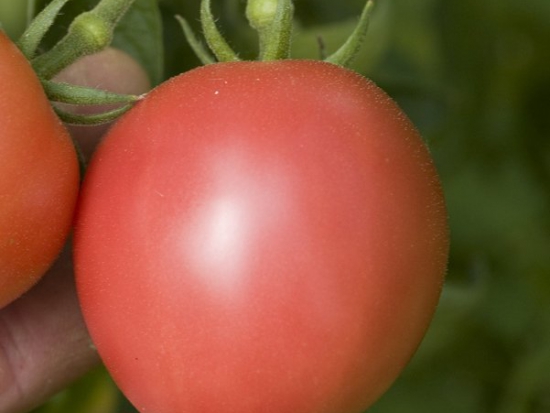 Tomate Rose de Berne ©GrainesdelPaïs