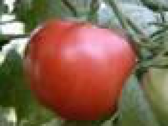 Tomate Rose de Berne ©GrainesdelPaïs