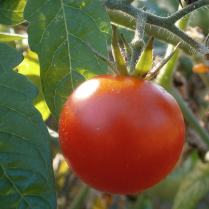 Tomate cerise - Miel du Mexique ©GrainesdelPaïs