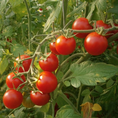 Tomate cerise - Cerise rouge ©GrainesdelPaïs