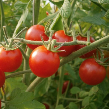 Tomate cerise - Cerise rouge ©GrainesdelPaïs