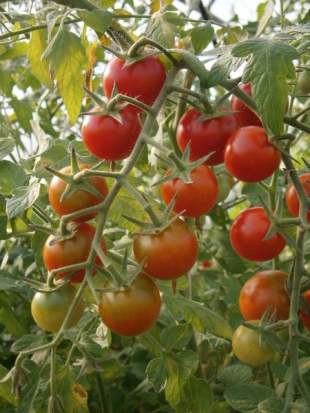 Tomate cerise - Cerise rouge ©GrainesdelPaïs