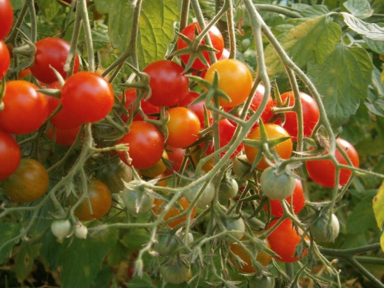 Tomate cerise - Cerise rouge ©GrainesdelPaïs