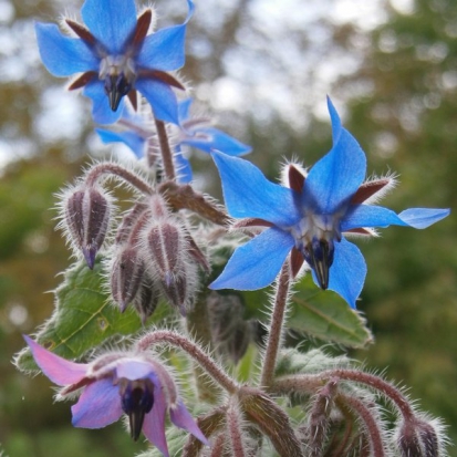 Bourrache Officinale ©Grainesdelpaïs