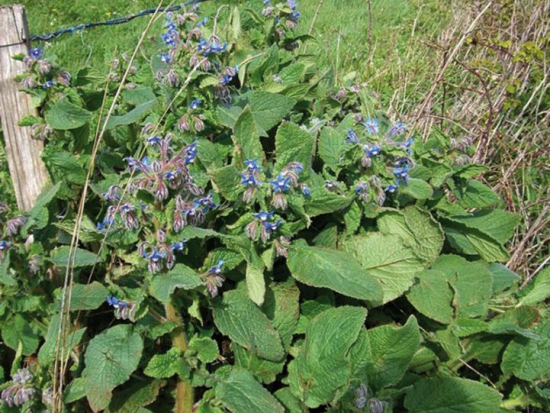 Bourrache Officinale ©Grainesdelpaïs