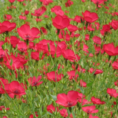 Lin rouge  ©GrainesdelPaïs