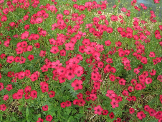 Lin rouge  ©GrainesdelPaïs