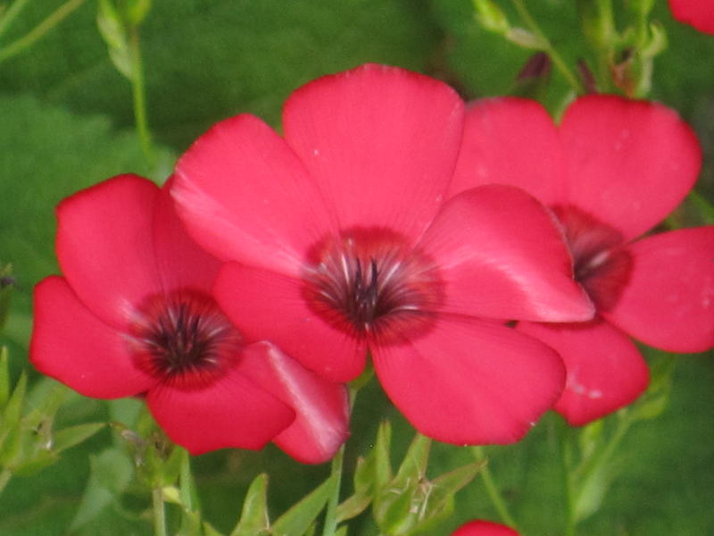 150 graines Fleurs à semer - Le Grenier d'Abondance - LIN Annuel rouge à  grande fleur - Linum Grandiflorum