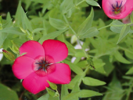 Lin rouge  ©GrainesdelPaïs