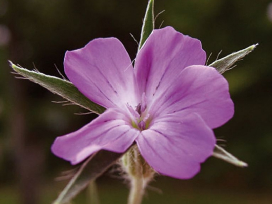 Nielle des blés  ©GrainesdelPaïs