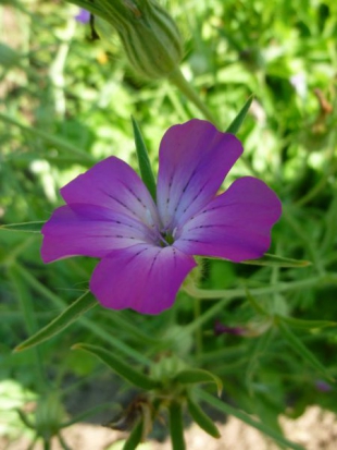 Nielle des blés  ©GrainesdelPaïs