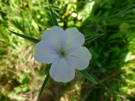 Nielle des blés  ©GrainesdelPaïs