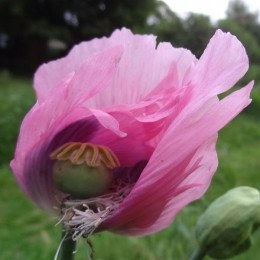 Pavot somnifère Rose simple