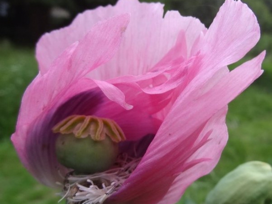  Pavot somnifère Rose simple  ©GrainesdelPaïs