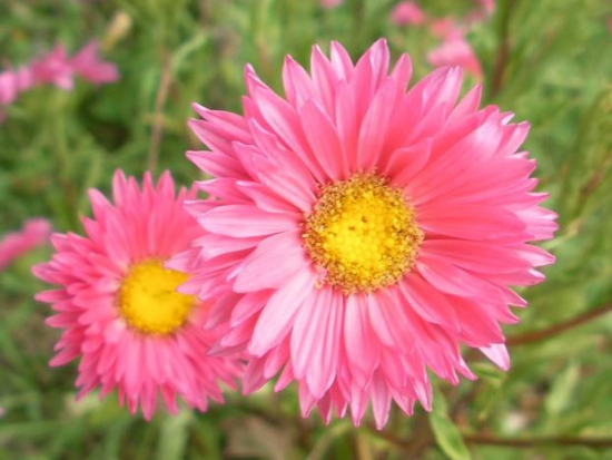 Reine-Marguerite en mélange  ©GrainesdelPaïs