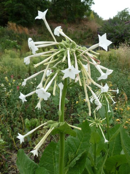 Graines del Païs : Fleurs ></noscript> Tabac horticole à fleurs blanches > Tabac  horticole à fleurs blanches” style=”width:100%”><figcaption style=
