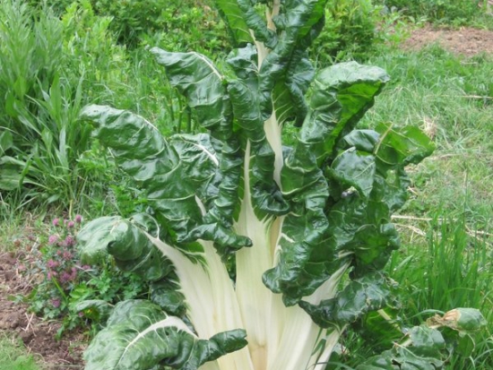 Blette à carde blanche d'Ampuis ©GrainesdelPaïs