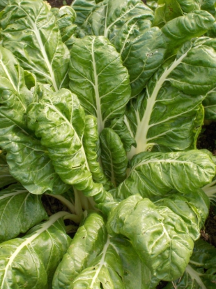 Blette à carde blanche d'Ampuis ©GrainesdelPaïs