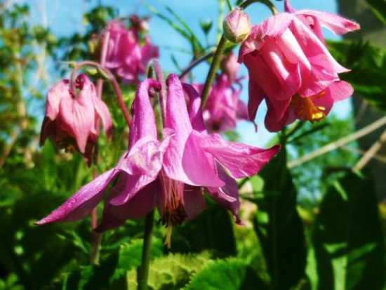Ancolie des jardins en mélange ©GrainesdelPaïs