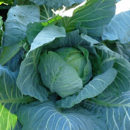 Chou cabus blanc de Thurnen ©GrainesdelPaïs
