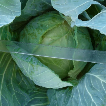 Chou cabus blanc de Thurnen ©GrainesdelPaïs