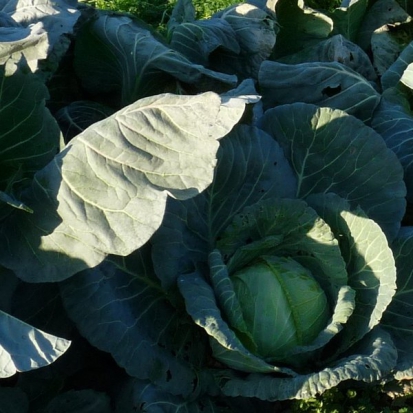 Chou cabus blanc de Thurnen ©GrainesdelPaïs